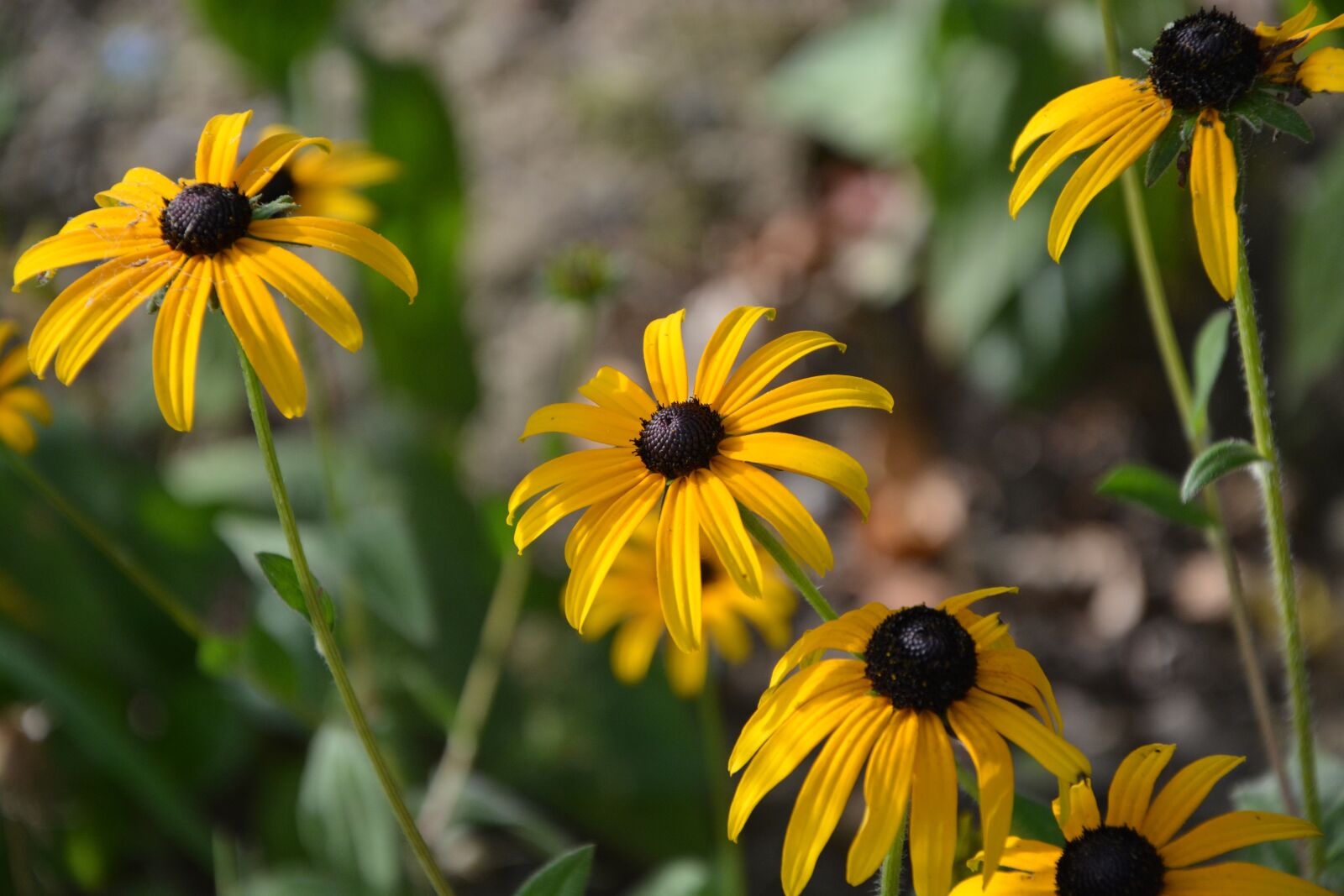 Nikon D5200 sample photo. Flowers, yellow, color photography