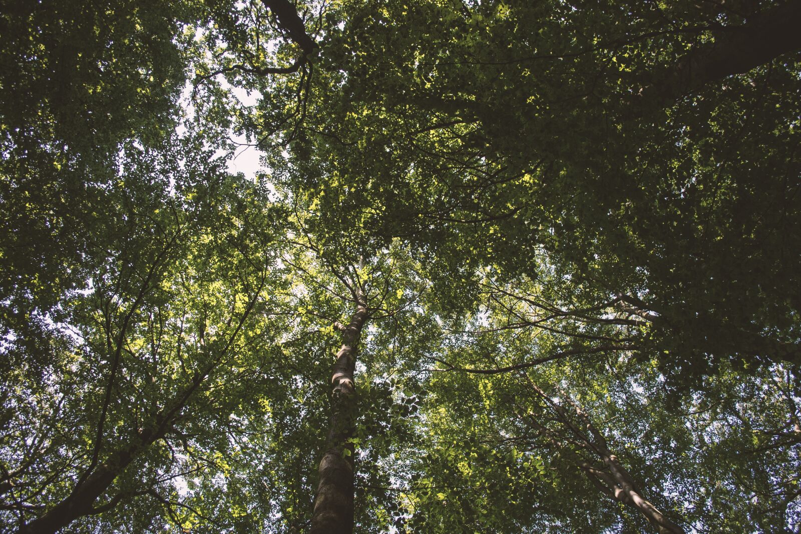 Nikon D3100 sample photo. Leaves, nature, summer photography