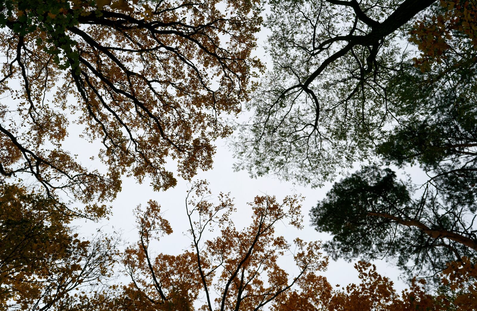 Nikon D3100 sample photo. Magnificent view, nature, foliage photography