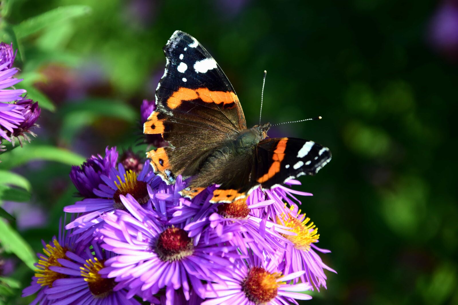 Nikon D3300 sample photo. Nature, garden, flower, summer photography