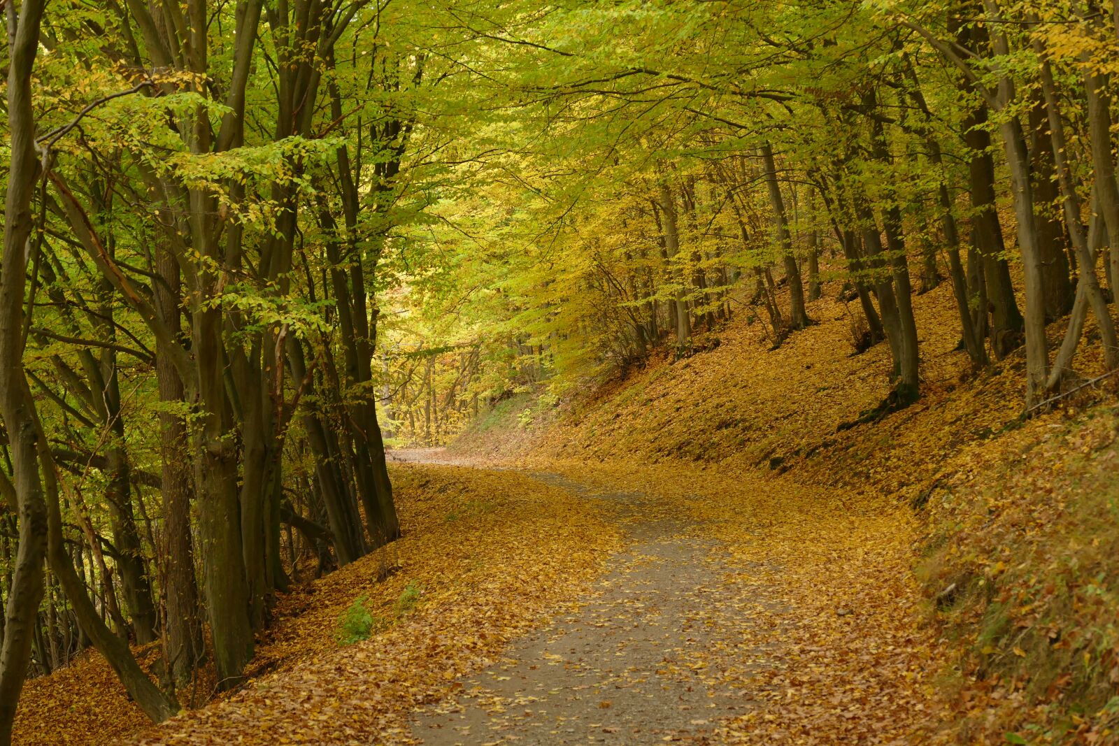 Panasonic Lumix DMC-FZ1000 sample photo. Autumn, forest path, fall photography