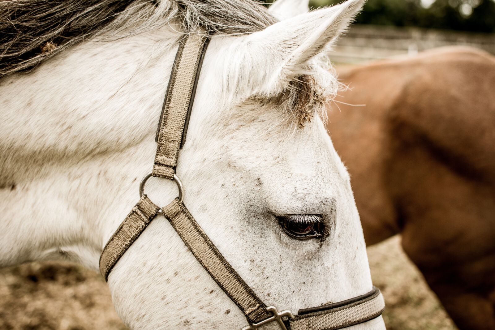 Nikon D3300 sample photo. Horse, reiter, portrait photography