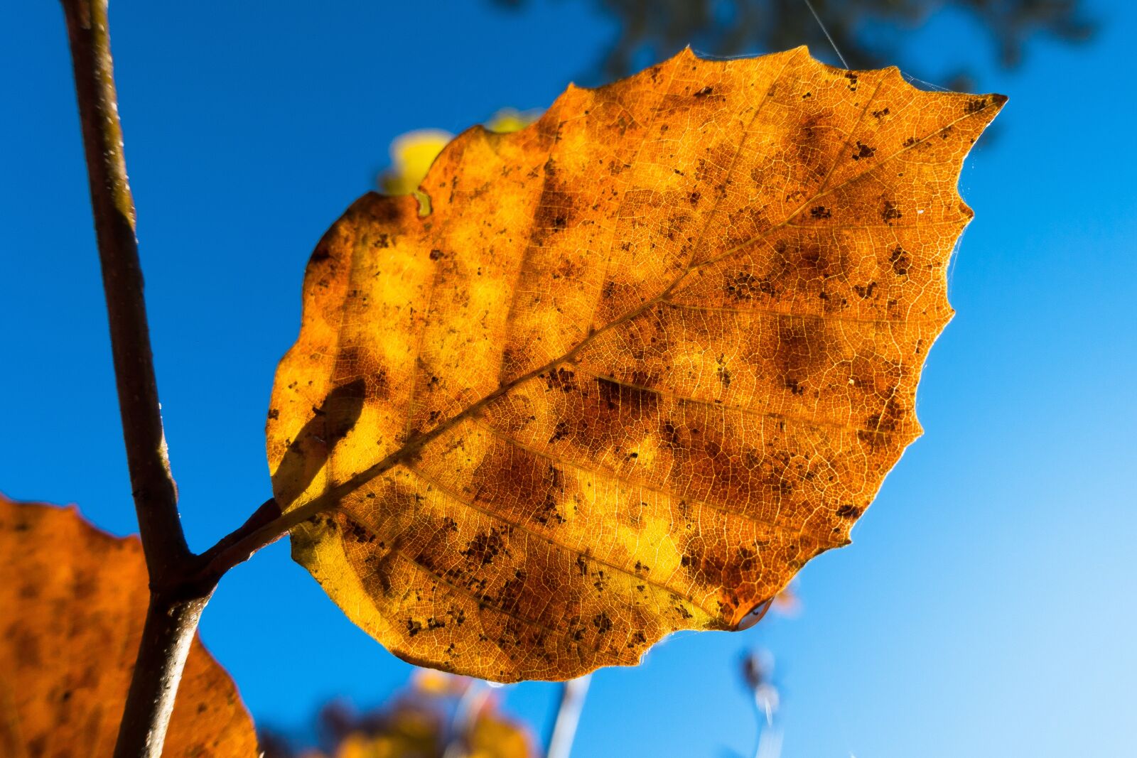 Sony Cyber-shot DSC-RX100 III sample photo. Leaf, beech, autumn photography