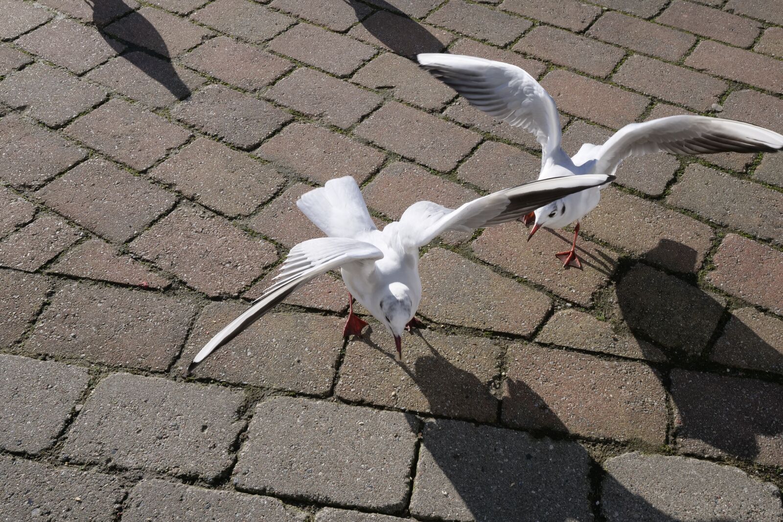 Panasonic Lumix DC-G9 sample photo. Animal world, gulls, nature photography