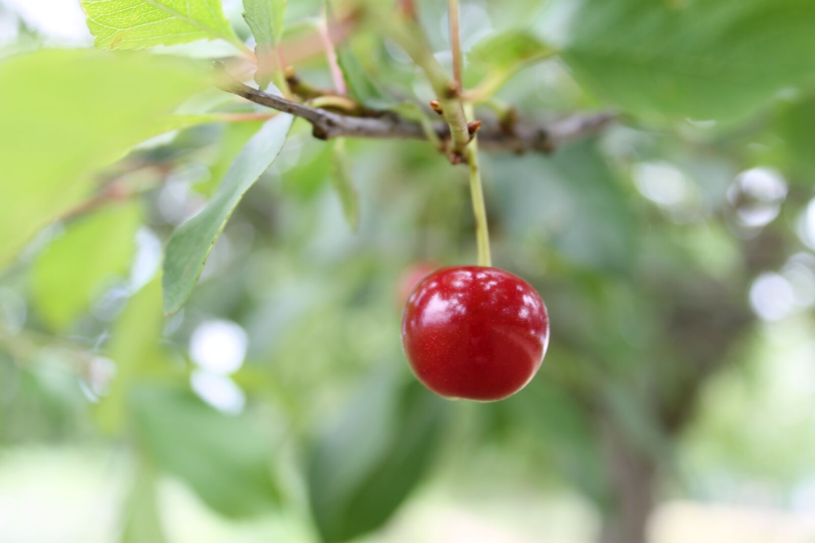 Canon EOS 1100D (EOS Rebel T3 / EOS Kiss X50) sample photo. Cherry, sour cherry, summer photography