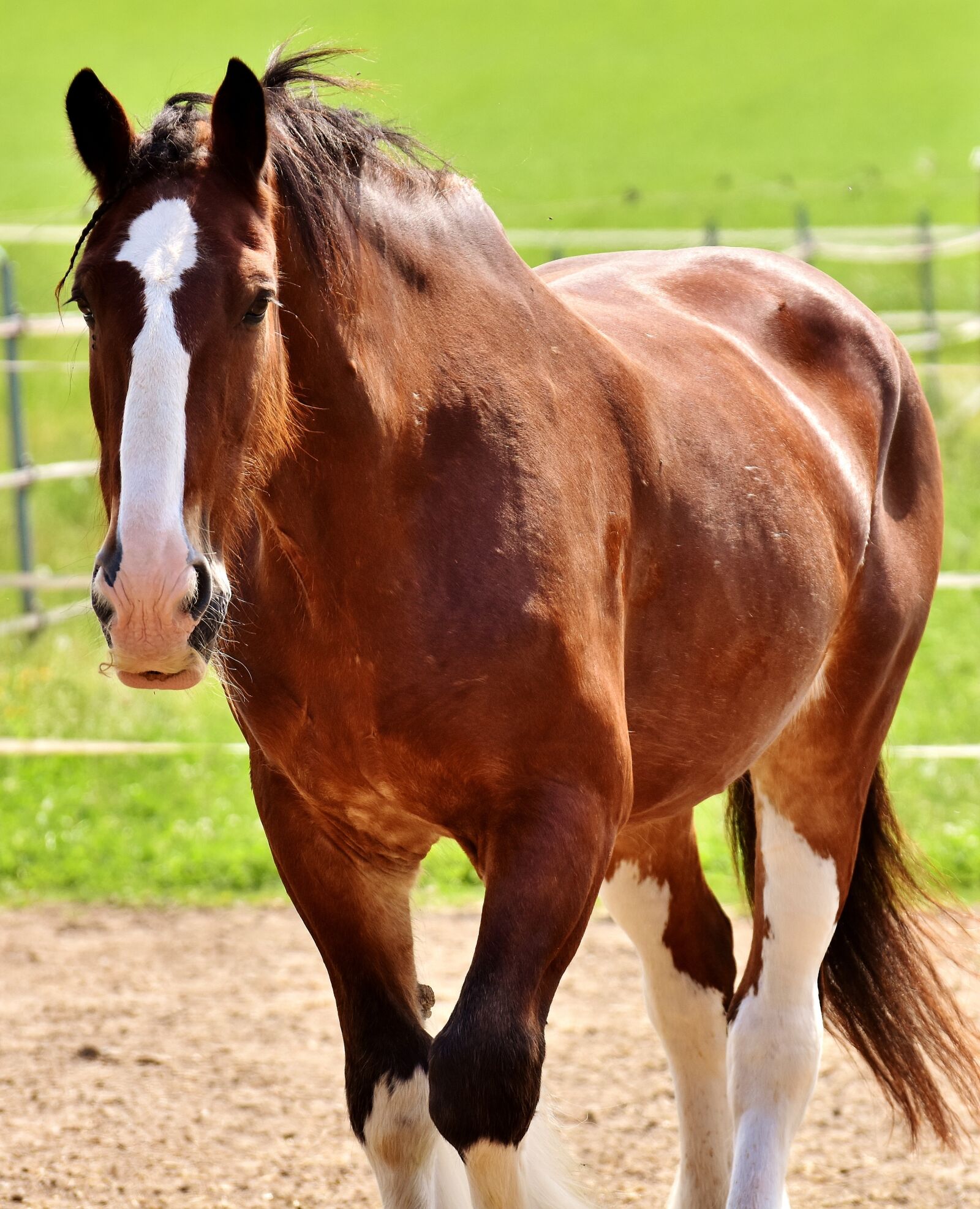 Nikon D7200 sample photo. Shire horse, horse, coupling photography