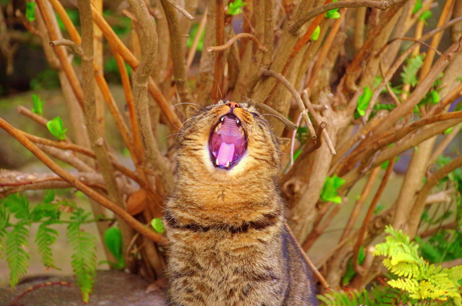 Pentax K-30 sample photo. Cat, wood, yawn photography