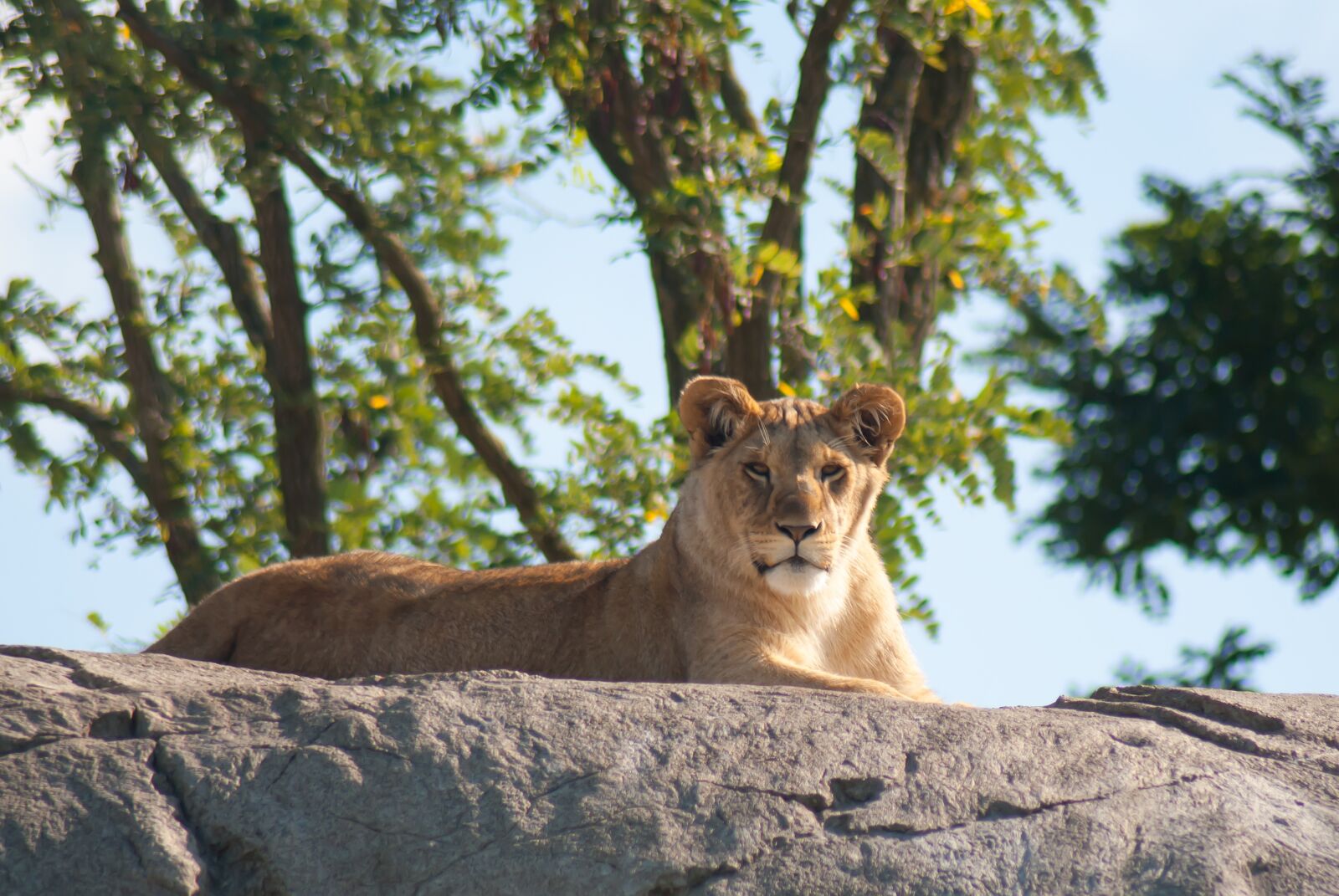 Nikon D3000 sample photo. Lion, lioness, lions photography