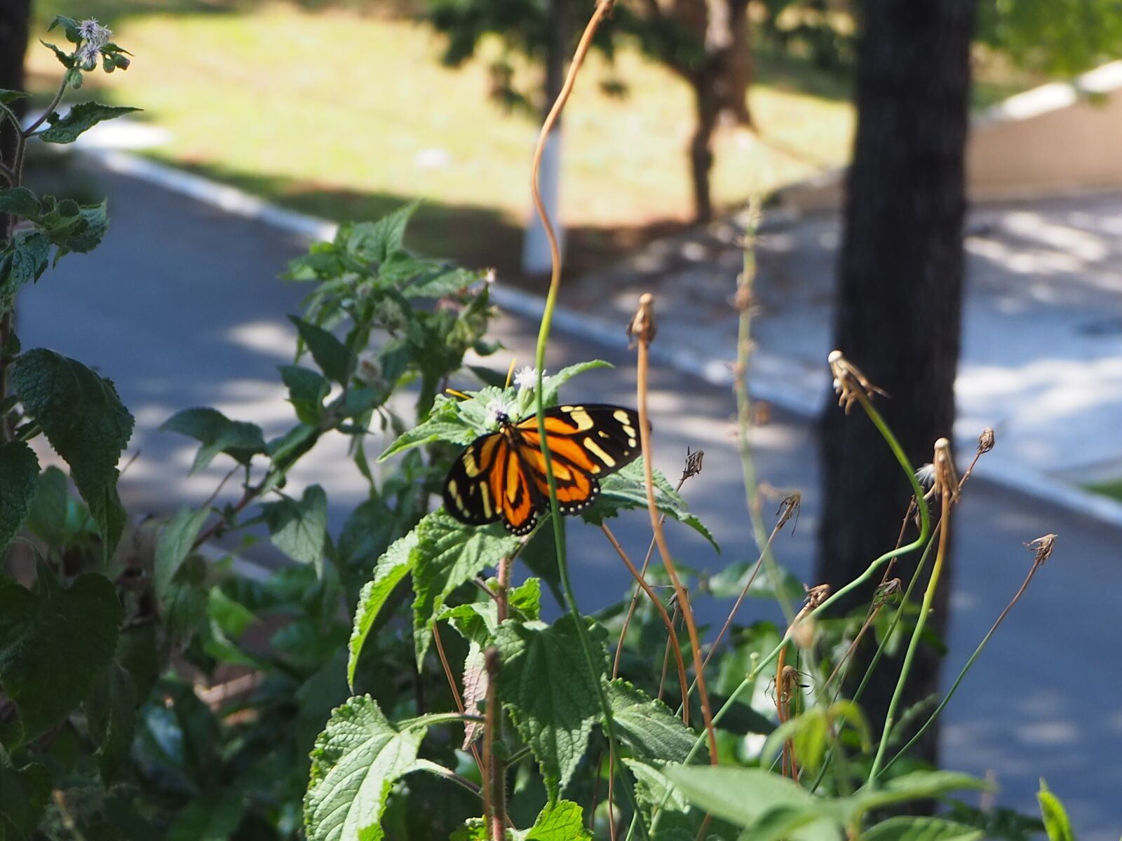 Olympus OM-D E-M10 III sample photo. Butterfly, nature, morning photography