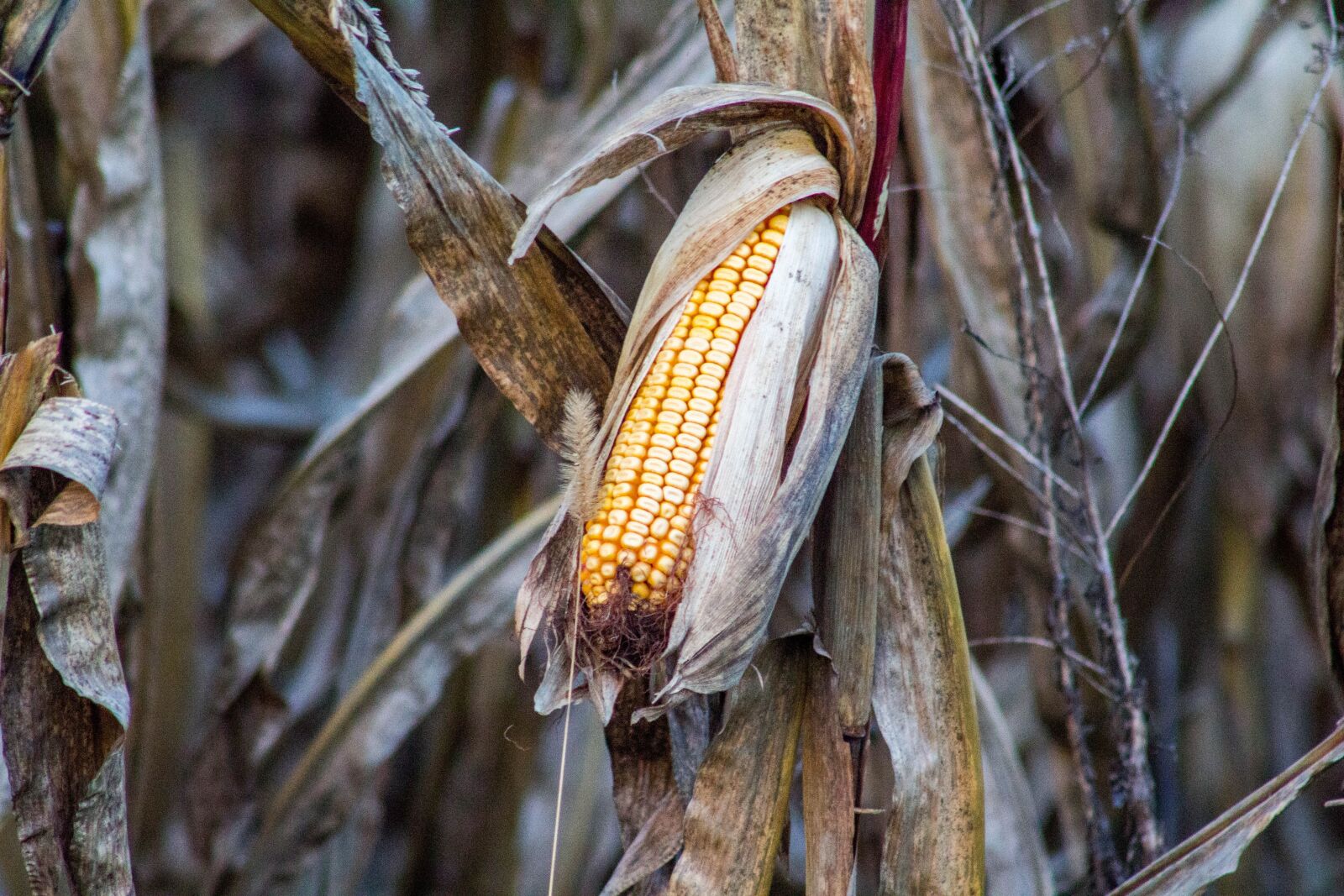Canon EF 75-300mm f/4-5.6 USM sample photo. Nature, food, tree photography