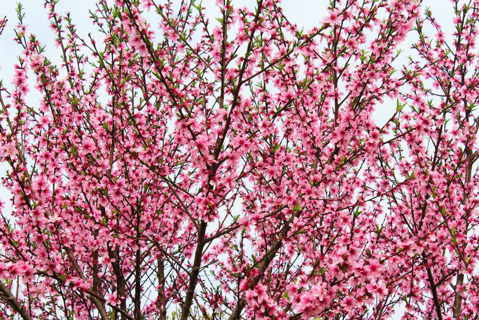 Canon EOS 600D (Rebel EOS T3i / EOS Kiss X5) sample photo. Spring, plant, tree photography