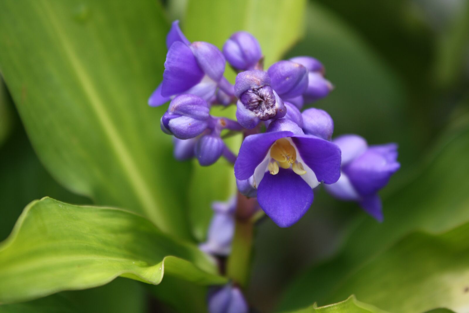 Canon EOS 1000D (EOS Digital Rebel XS / EOS Kiss F) sample photo. Purple flower, garden, plant photography