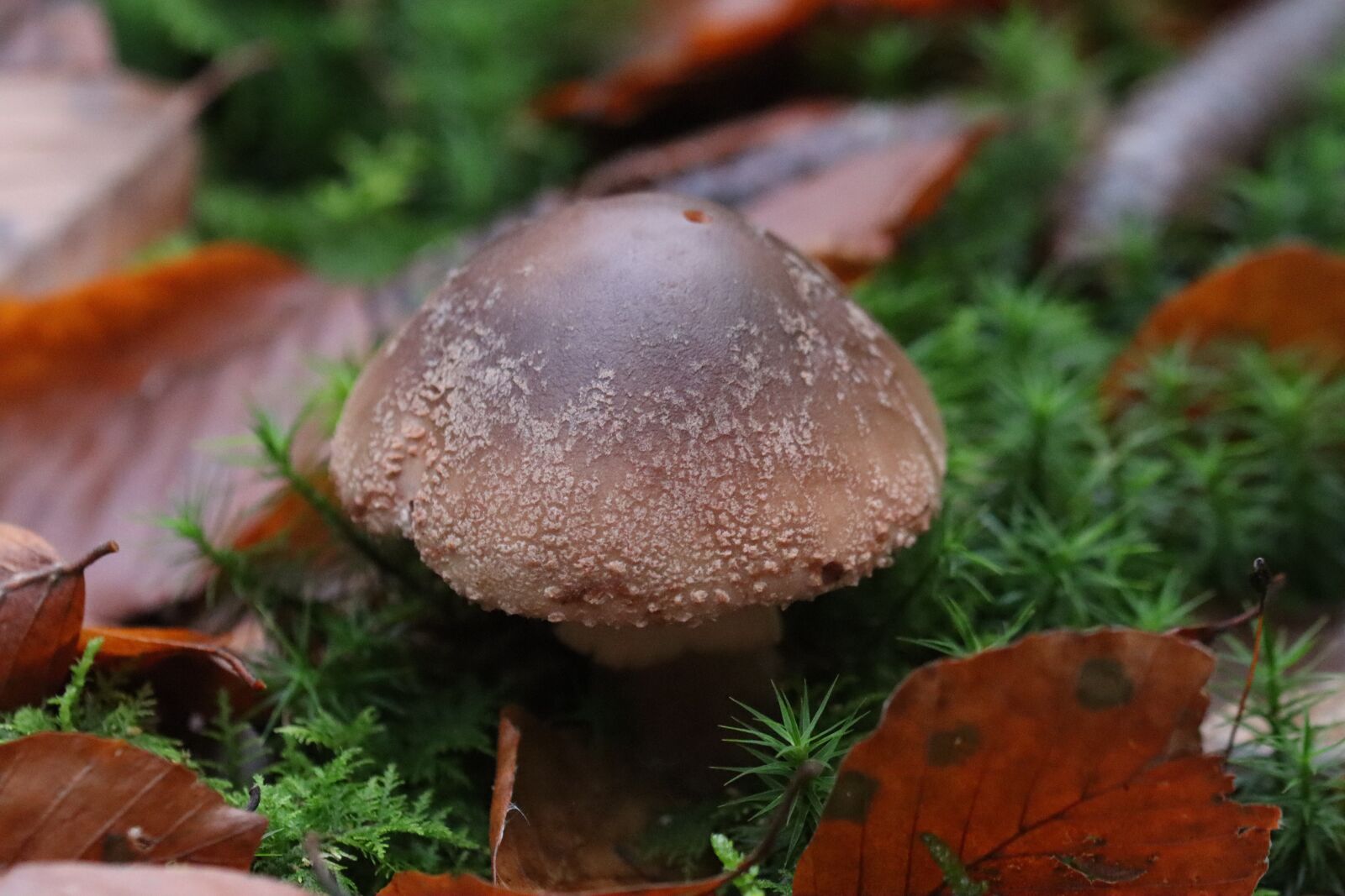 Canon EOS 250D (EOS Rebel SL3 / EOS Kiss X10 / EOS 200D II) sample photo. Mushroom, amanita, nature photography