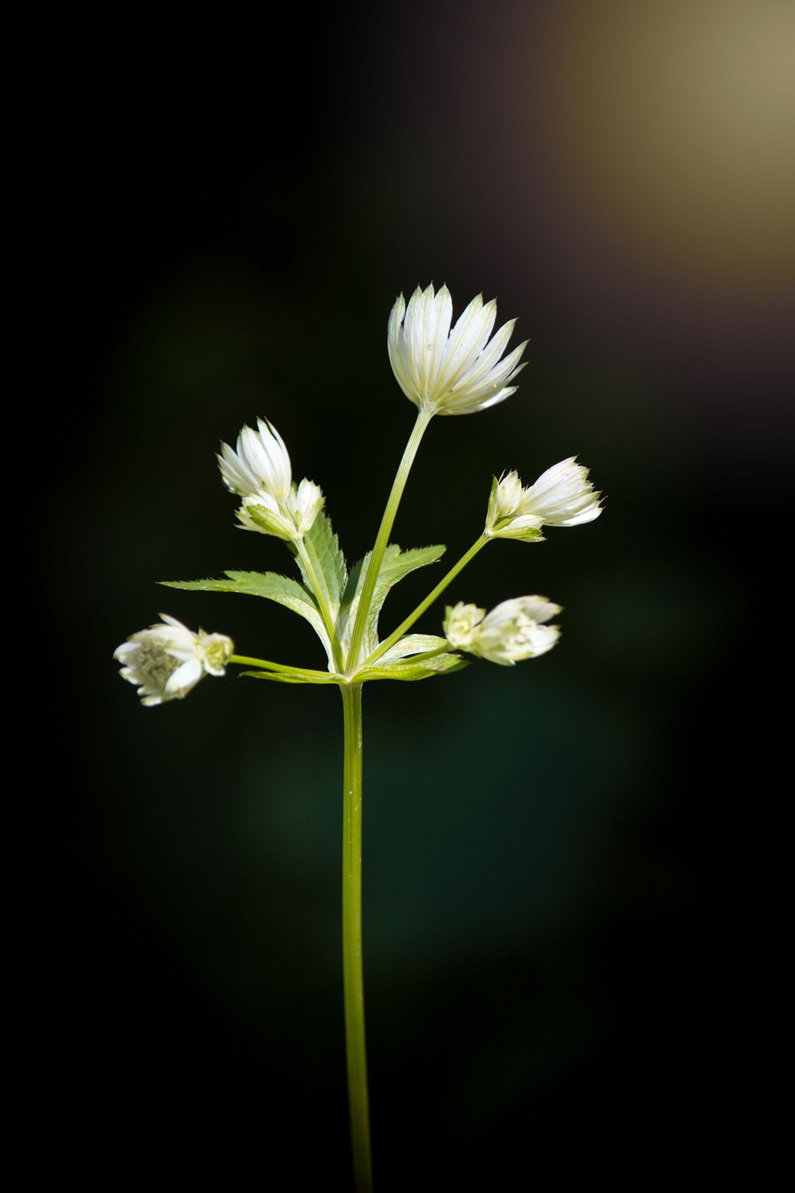 Nikon D7100 sample photo. Flower, forest flower, pointed photography