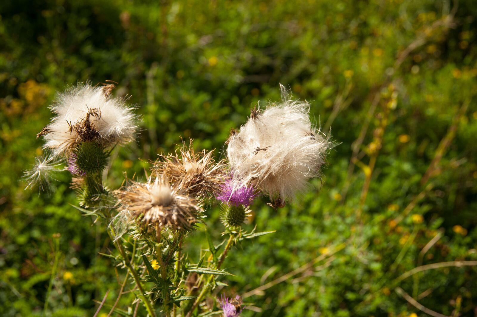 Nikon D700 sample photo. Thistle, plant, thistle flower photography