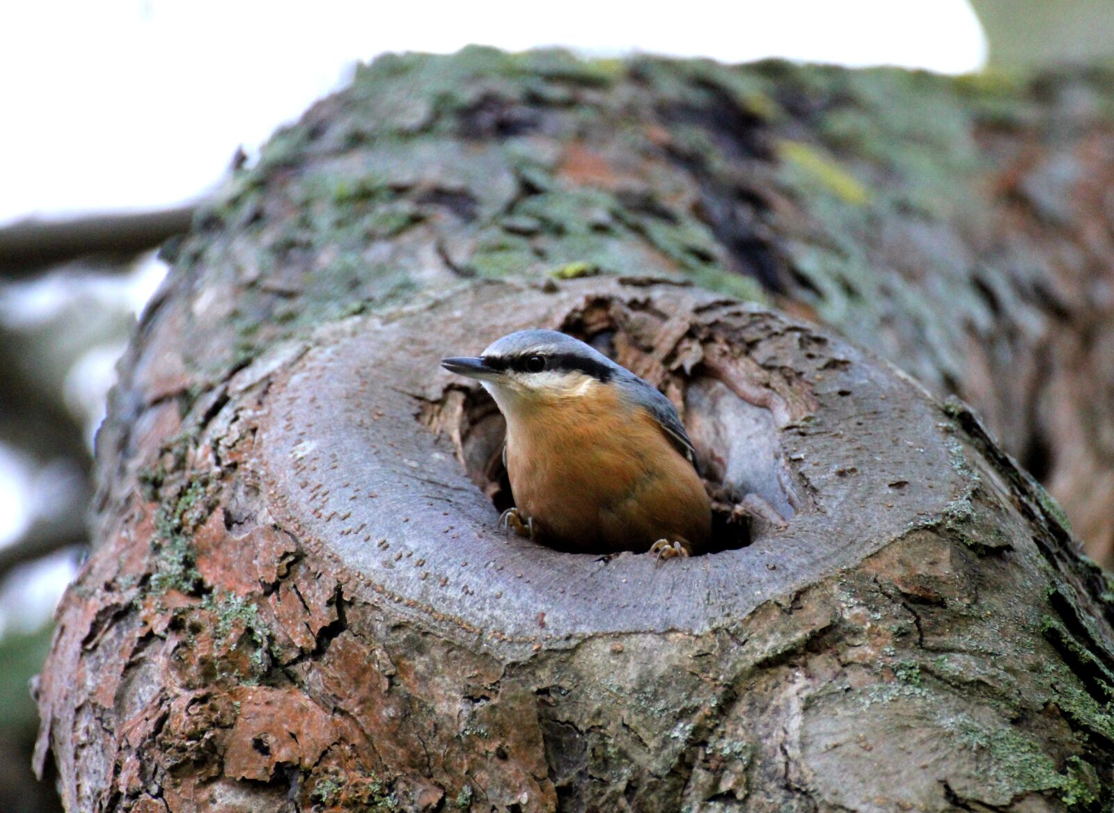 Canon EOS 550D (EOS Rebel T2i / EOS Kiss X4) sample photo. Bird, kleiber, bill photography