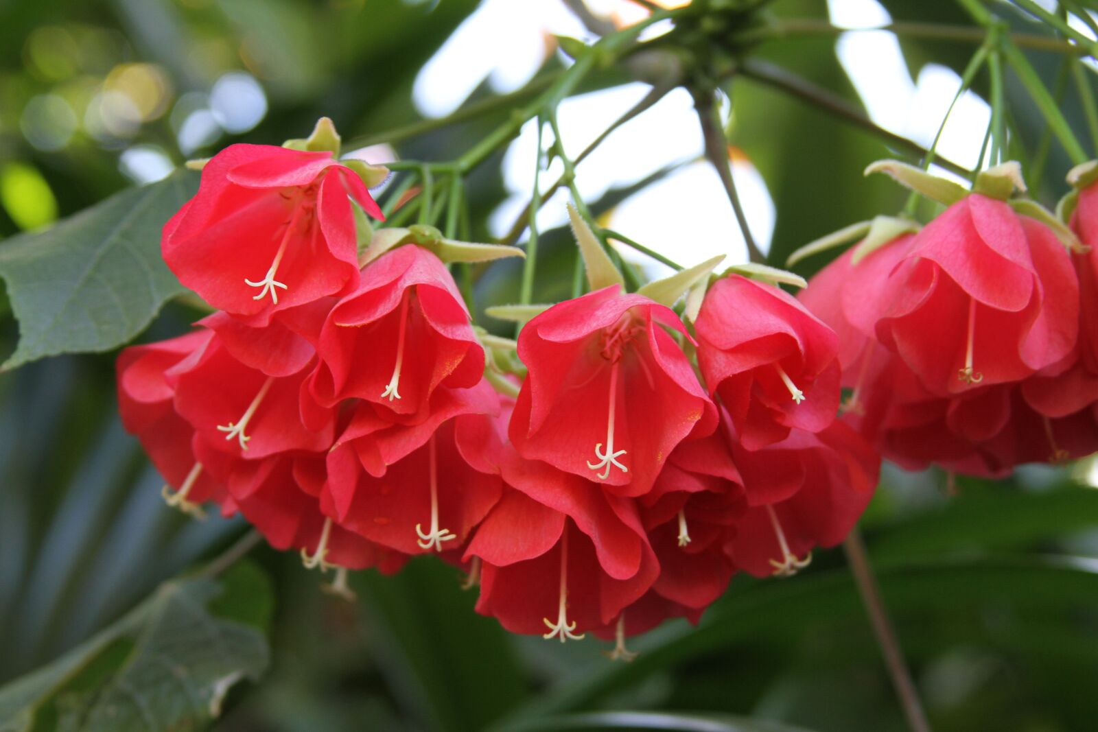 Canon EOS 7D sample photo. Tree, flowers, australia photography