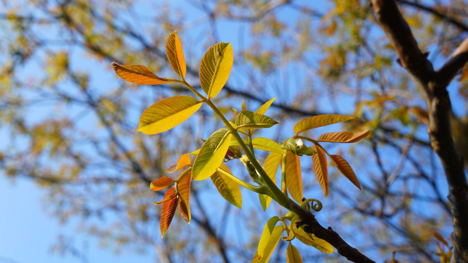 Sony Alpha a3000 + Sony E 18-55mm F3.5-5.6 OSS sample photo. Nature, plants, foliage photography