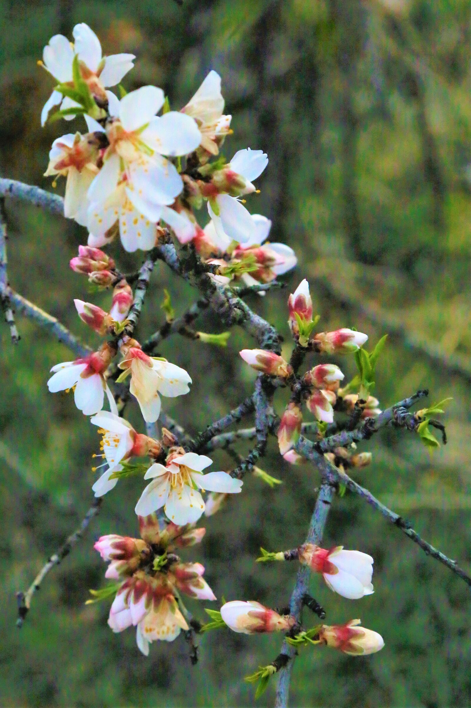 Canon EF 24-105mm F4L IS USM sample photo. Flower, bud, spring photography