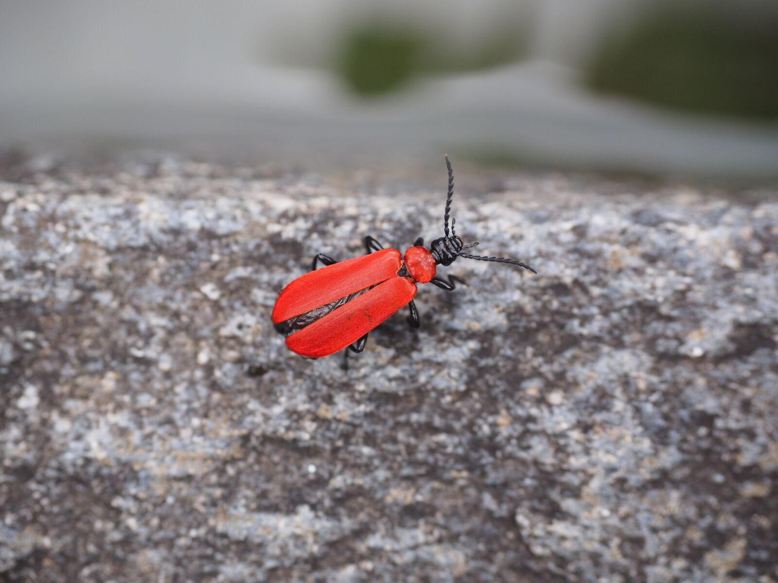 Olympus OM-D E-M1 + Olympus M.Zuiko Digital ED 12-40mm F2.8 Pro sample photo. Scarlet fire beetle, beetle photography