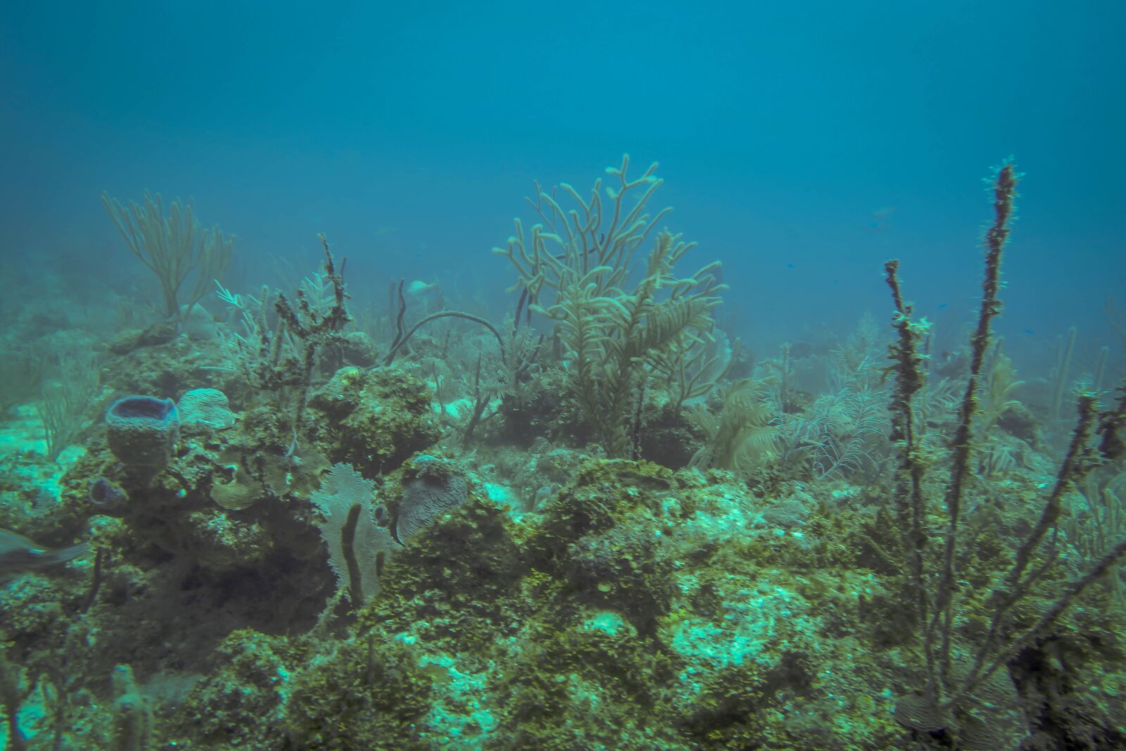 Canon PowerShot G9 X sample photo. Diving, cenote, bubbles photography