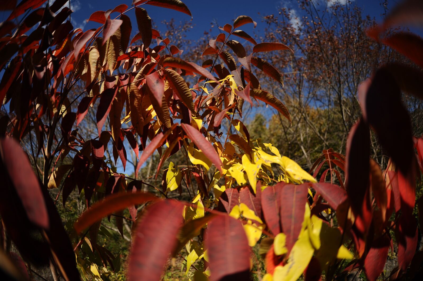Nikon D700 sample photo. Autumnal leaves, autumn, mountain photography
