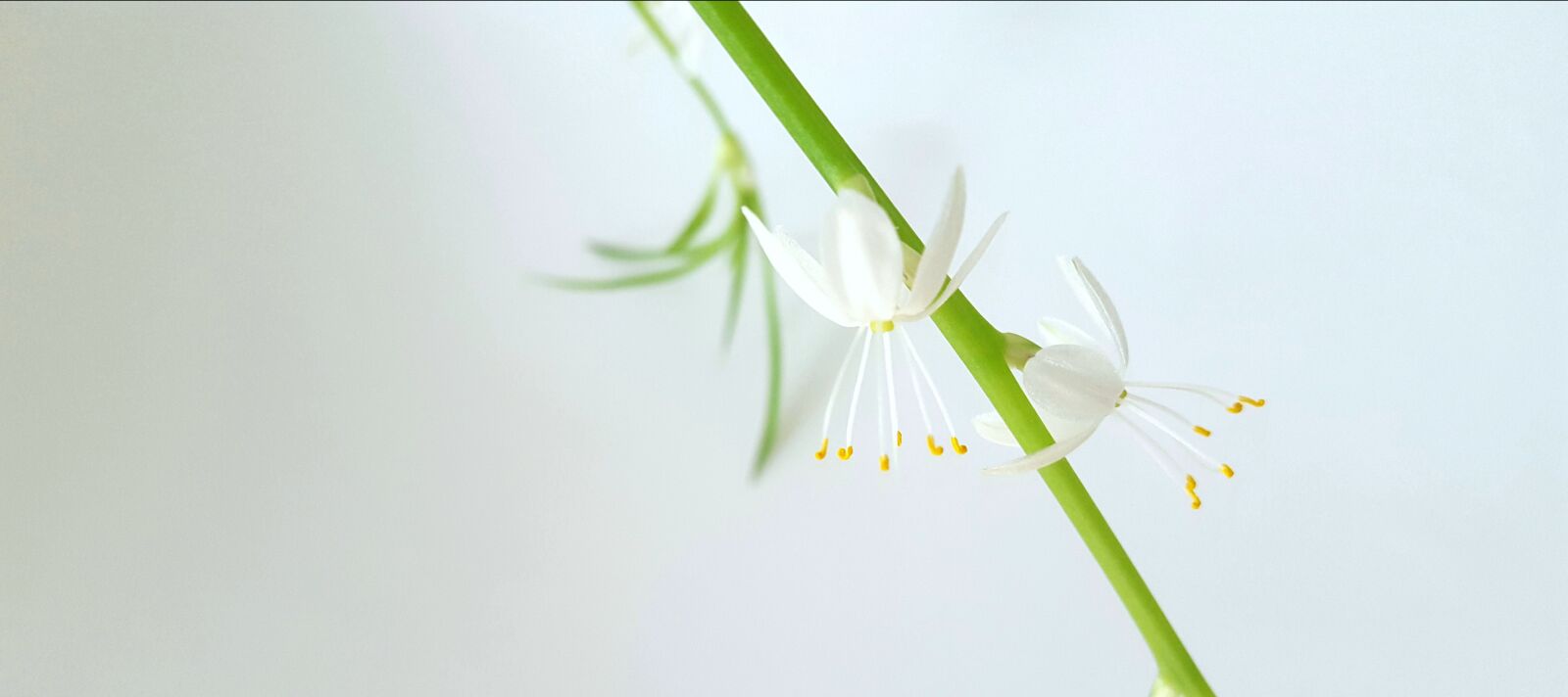 Samsung Galaxy S6 sample photo. Chlorophytum comosum, green, branch photography