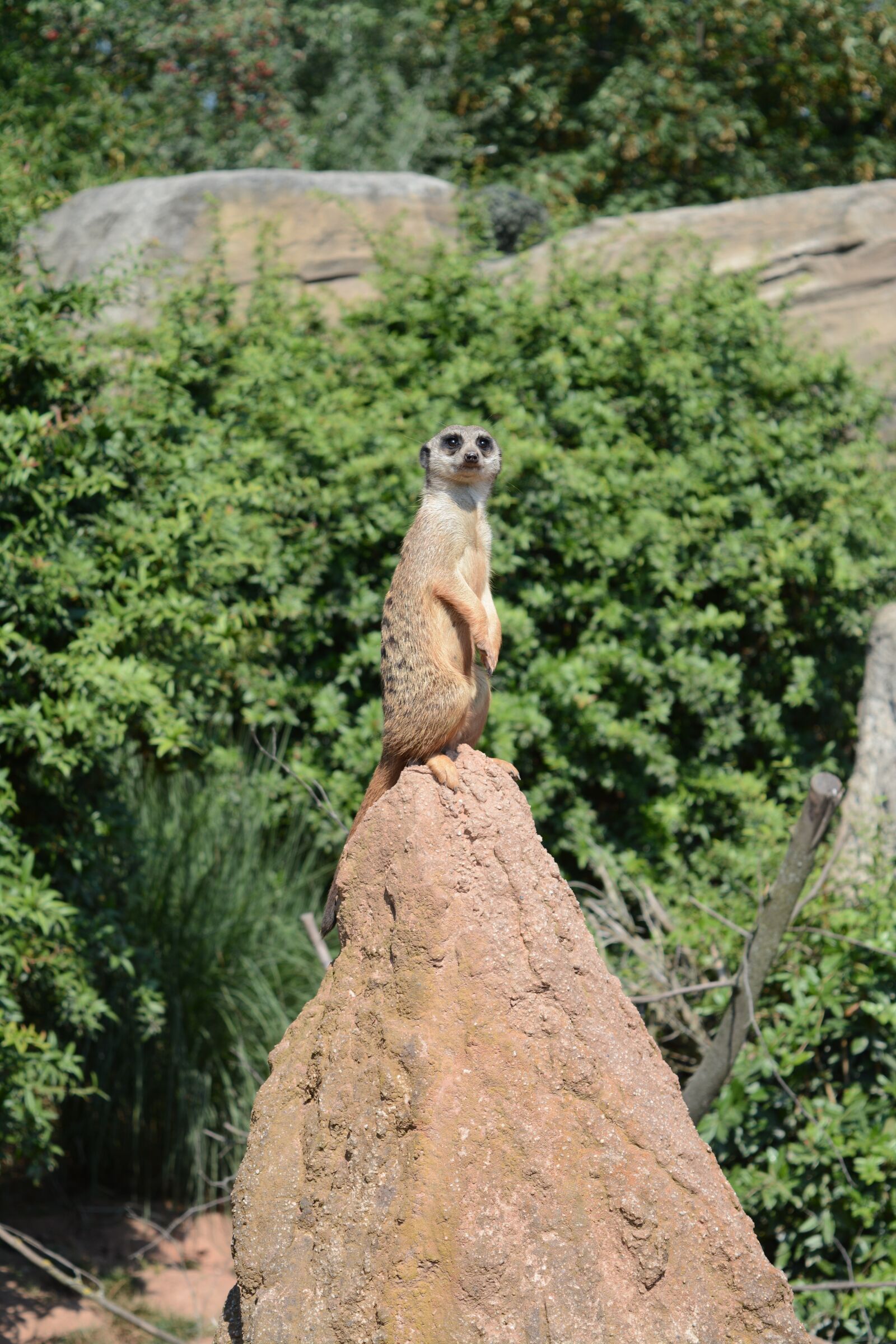 Nikon D5200 sample photo. Animal, zoo, nature photography
