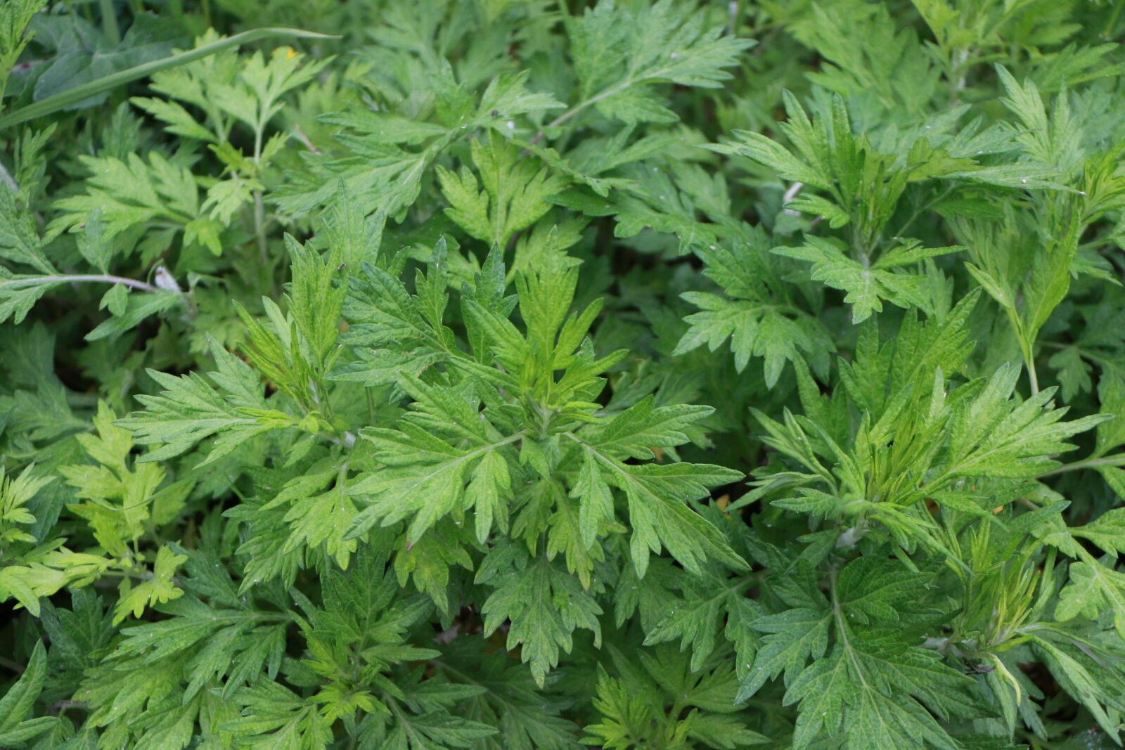 Canon EOS 70D sample photo. Plant, green photography