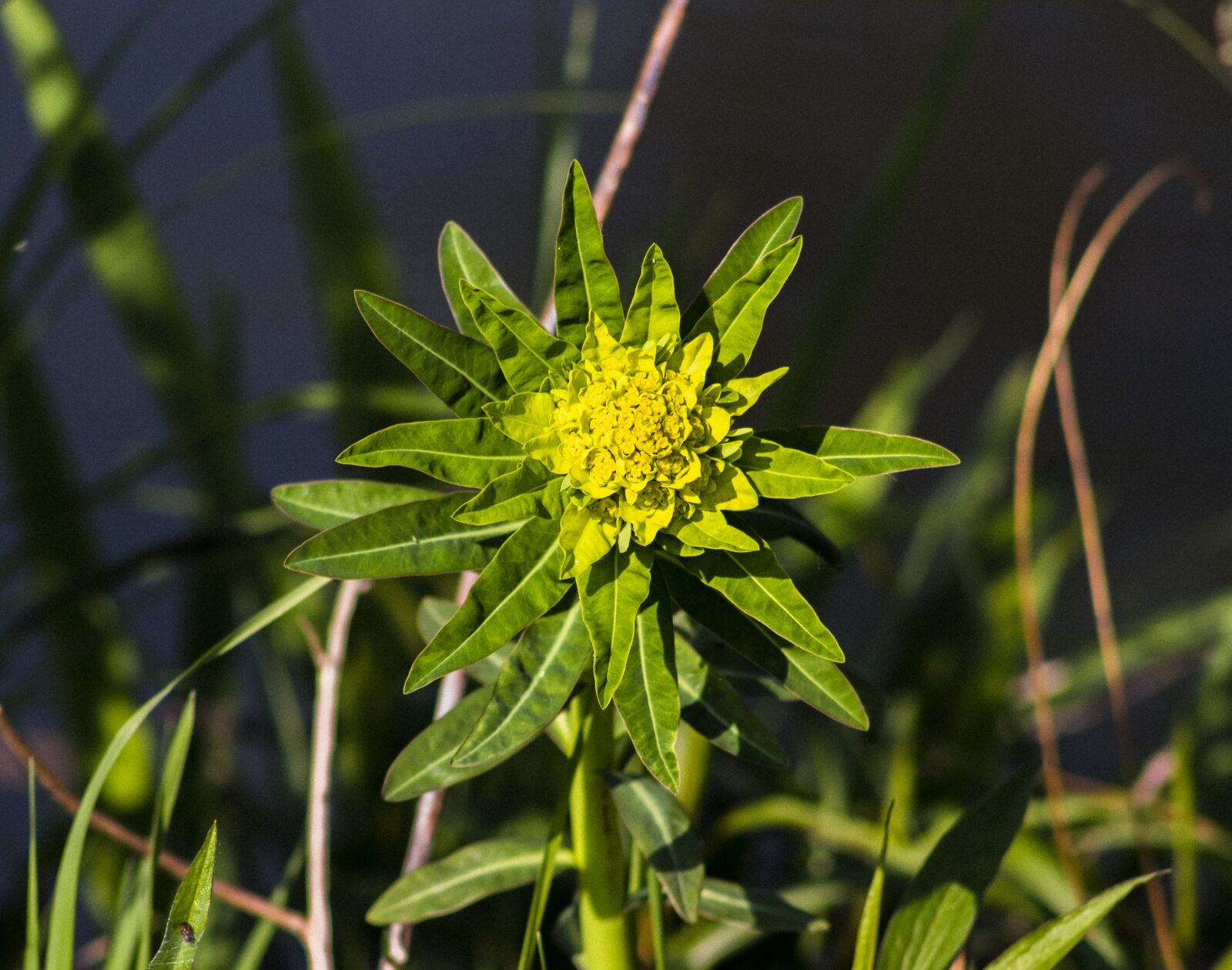 Canon EF75-300mm f/4-5.6 sample photo. Wildflower, flower, flowers photography