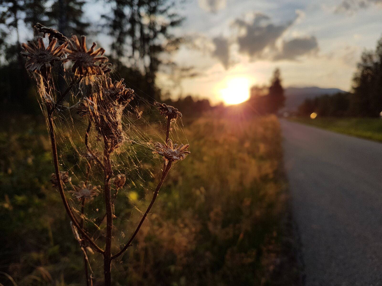 Samsung Galaxy S7 Edge sample photo. Sun, cobwebs, nature photography