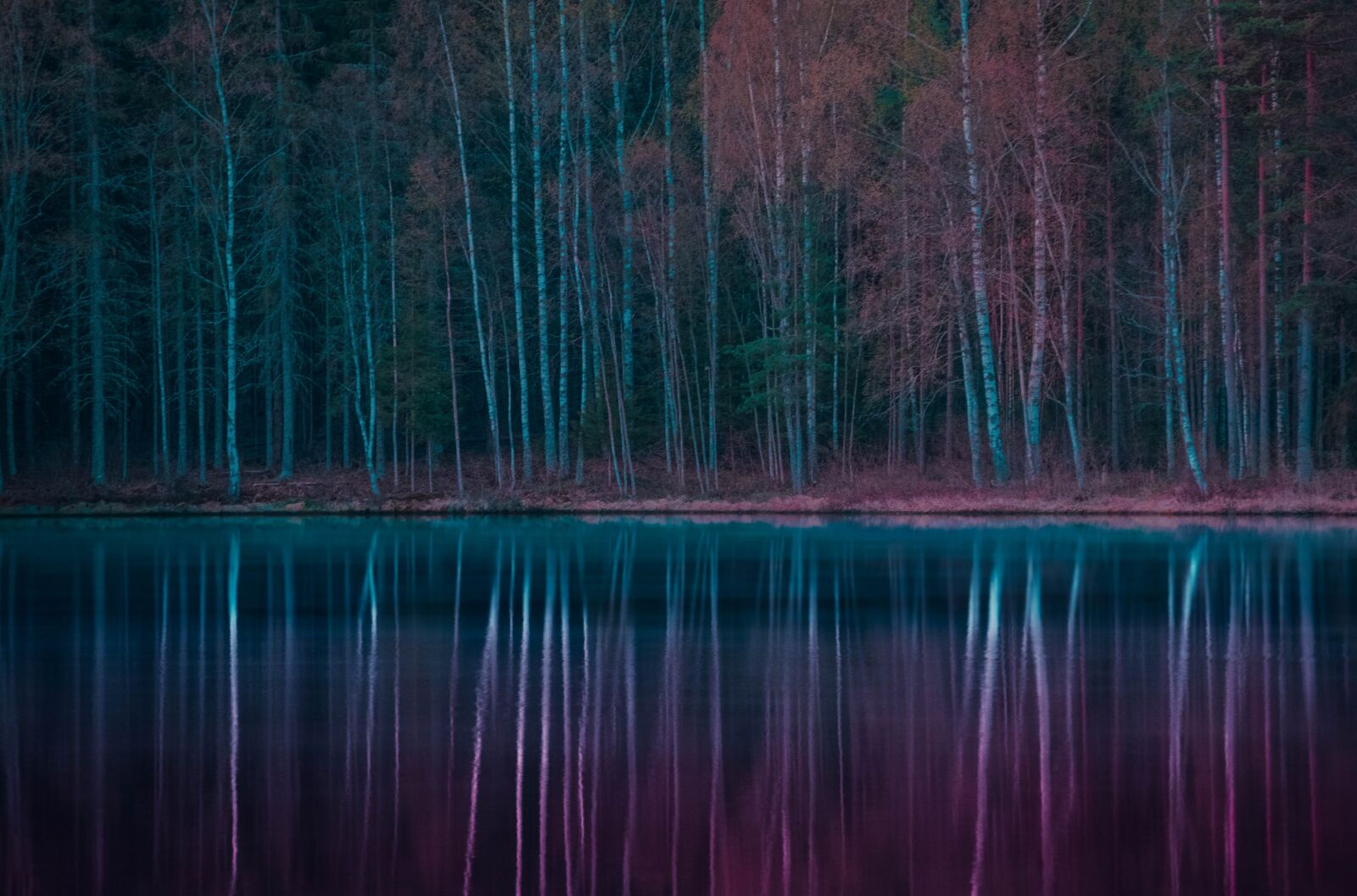 Nikon D5200 sample photo. Forest, lake, autumn photography