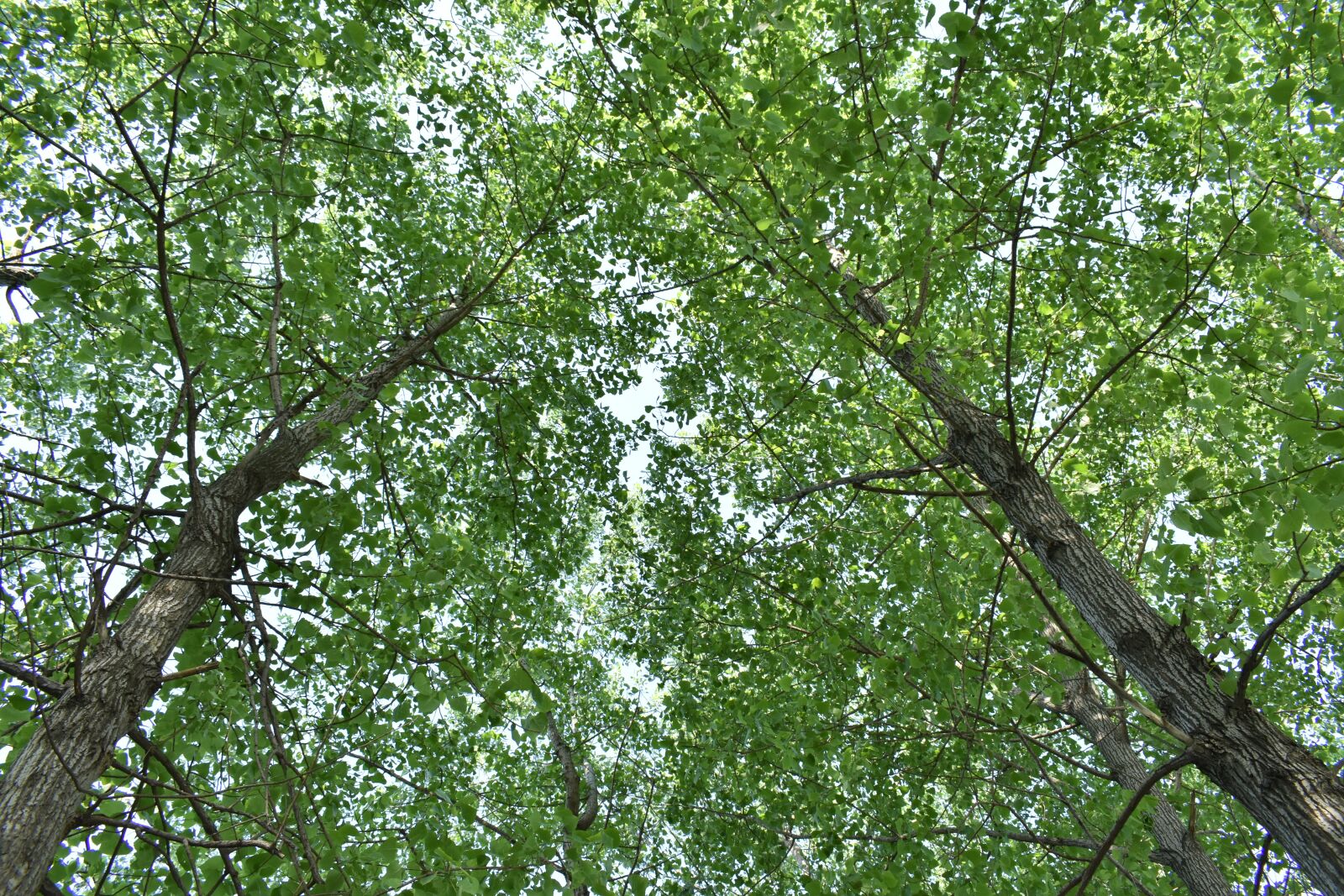 Nikon D3400 sample photo. Woods, green plants, the photography