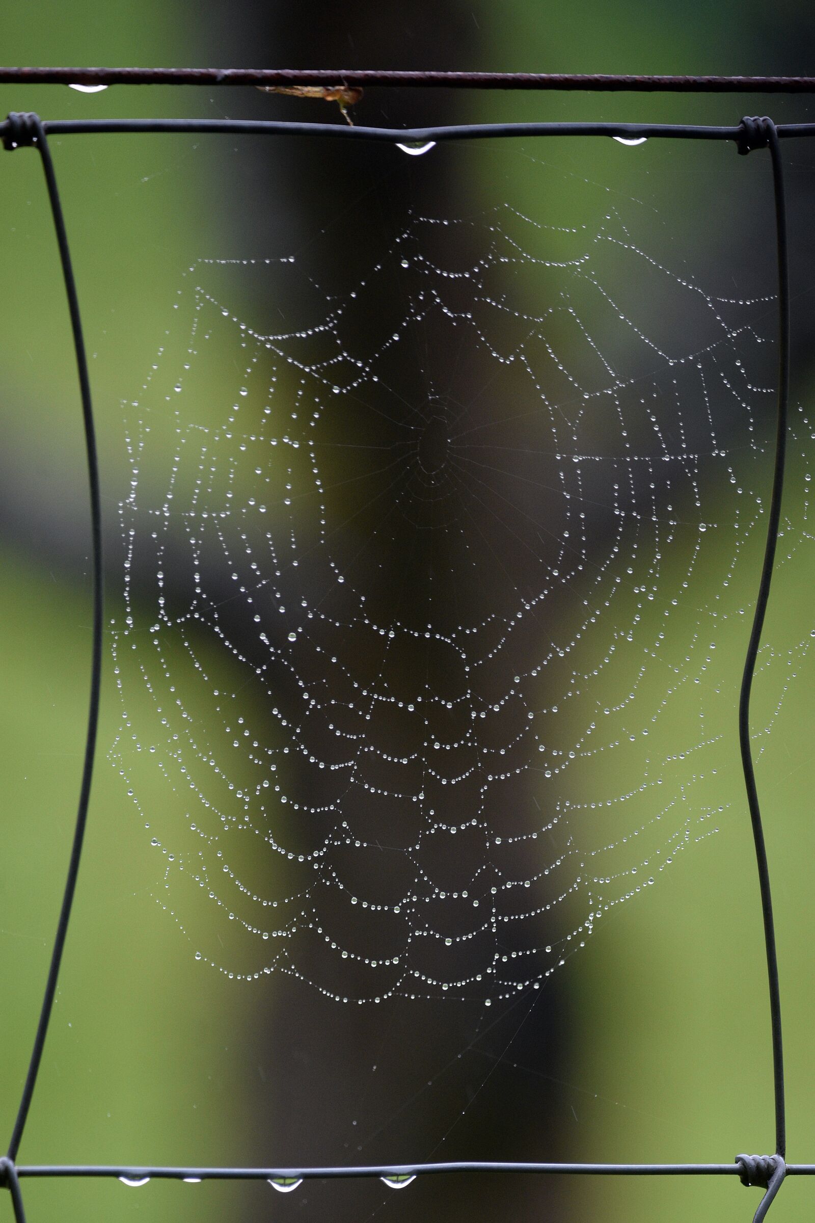 Nikon D3400 sample photo. Cobweb, spider, insect photography