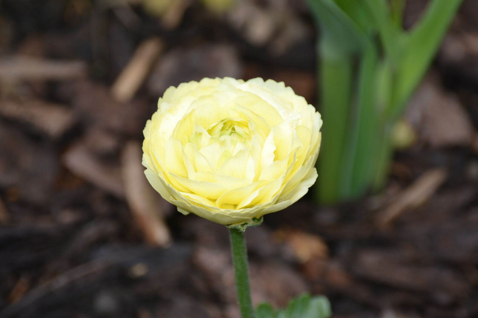 Nikon D3100 sample photo. Spring, springtime, white photography