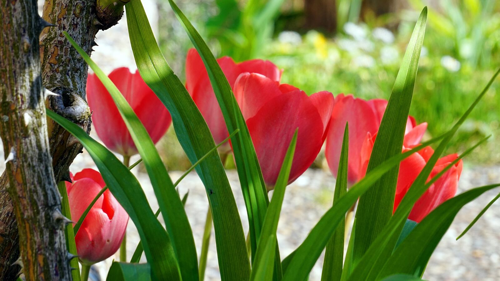Sony Alpha a5000 (ILCE 5000) + Sony E 55-210mm F4.5-6.3 OSS sample photo. Tulips, pink, blossom photography