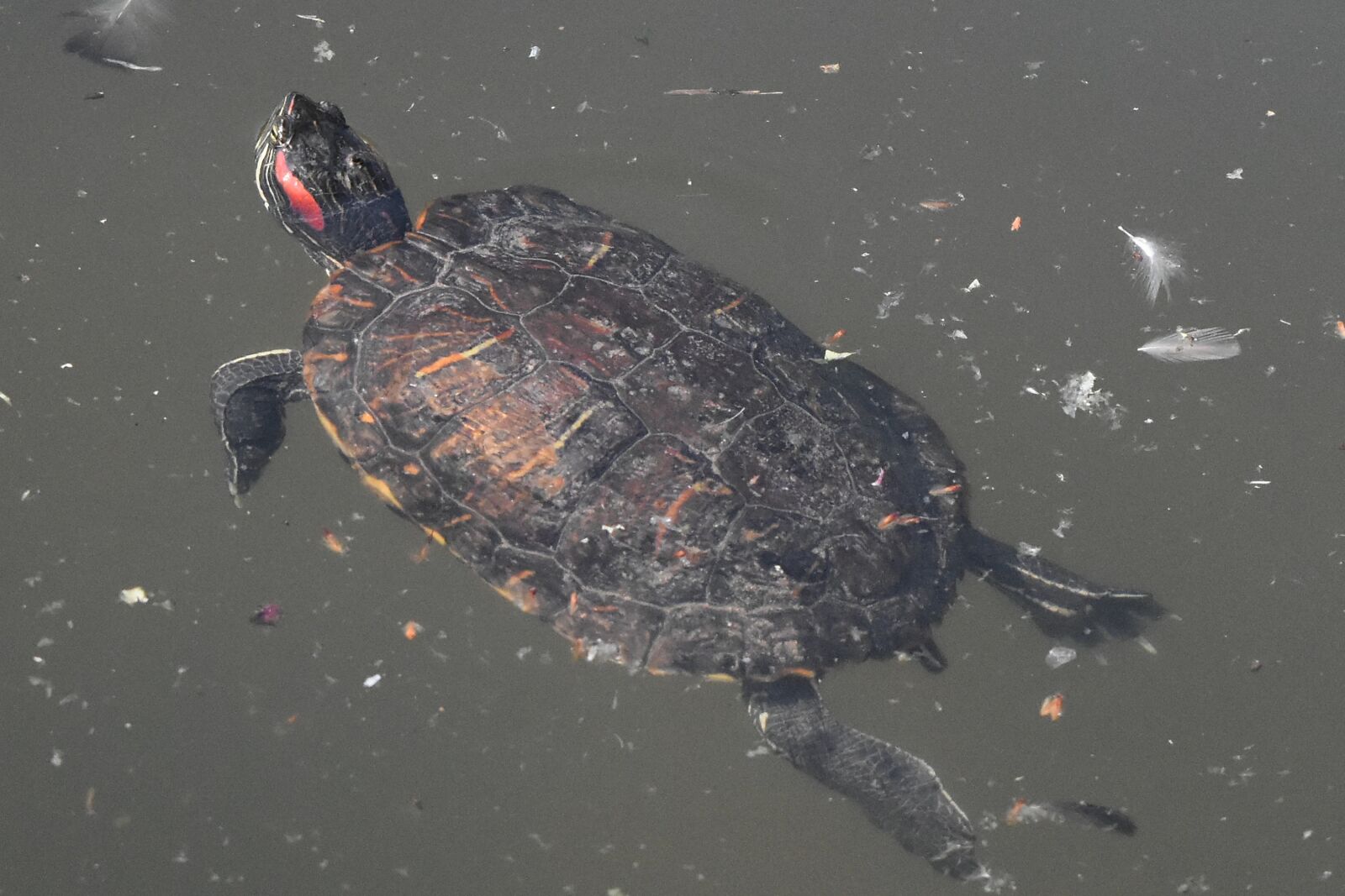 Nikon D5500 sample photo. Turtle, reptile, water, swimming photography
