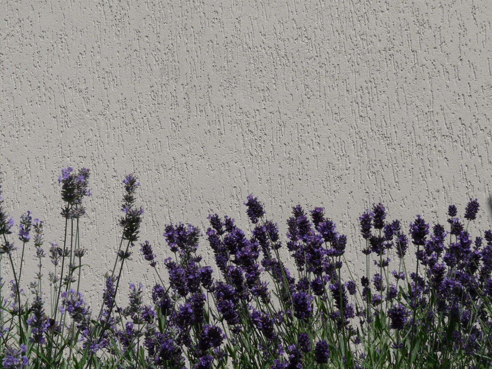 Panasonic DMC-FZ18 sample photo. Lavender, violet, flowers photography