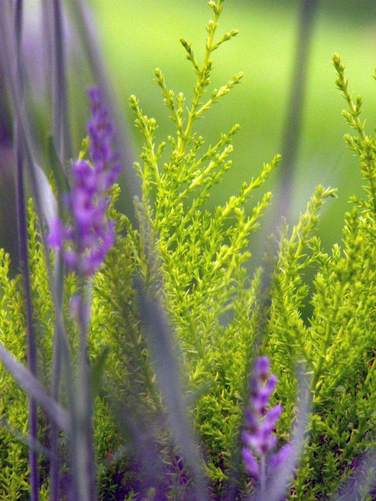 Fujifilm FinePix S1000fd sample photo. Lavender, flower, plant photography