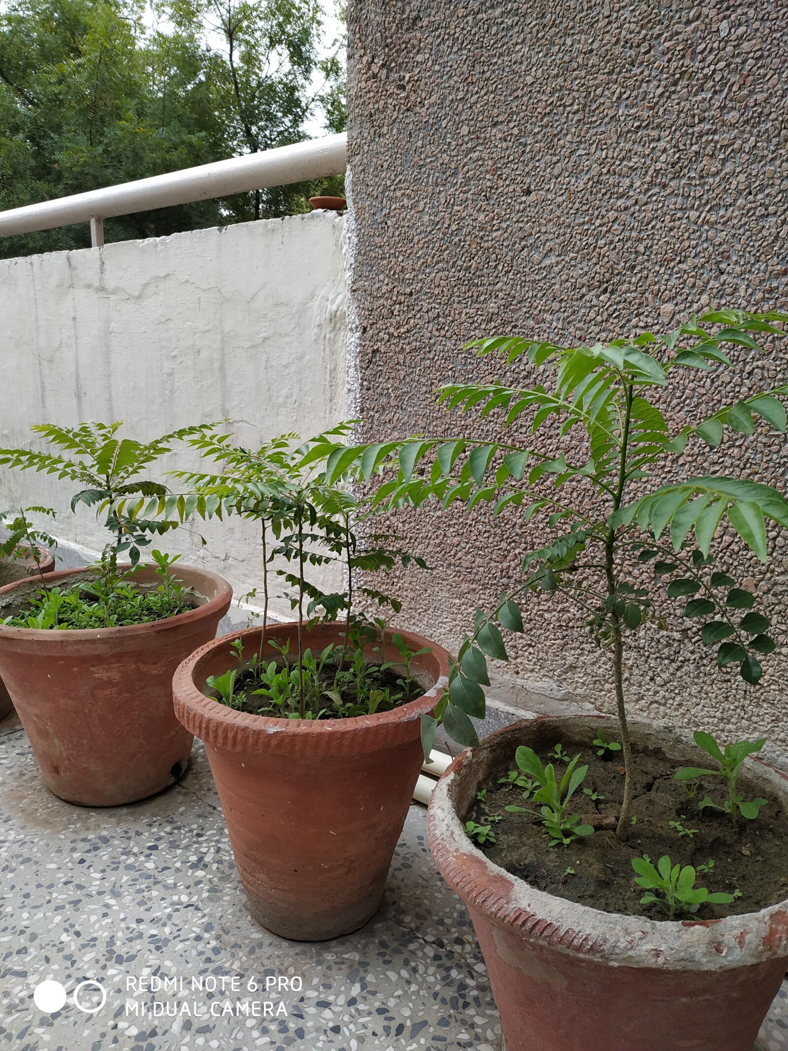 Xiaomi Redmi Note 6 Pro sample photo. Plants, kitchen garden, curry photography