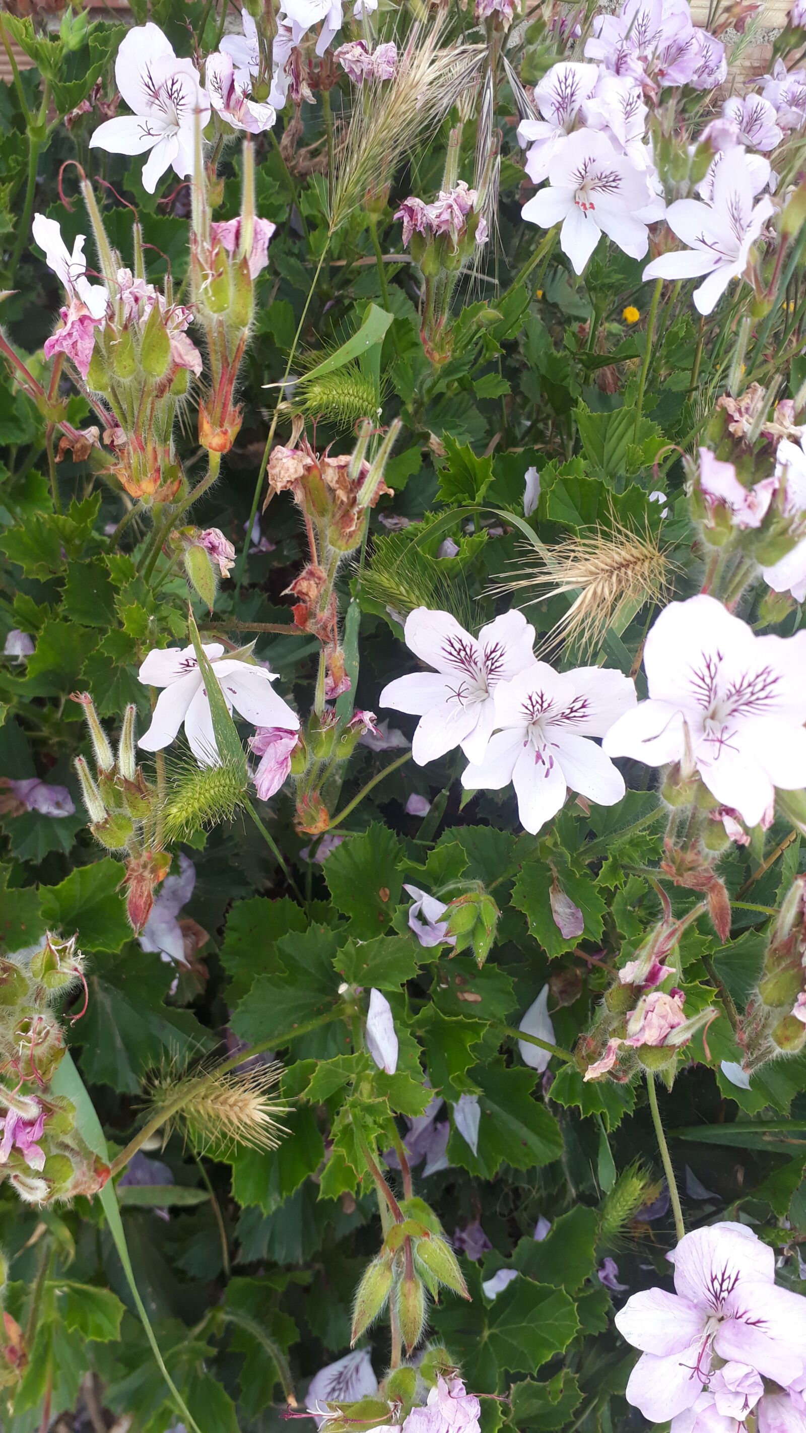 Samsung Galaxy J5 Prime sample photo. Flowers, nature, spring photography