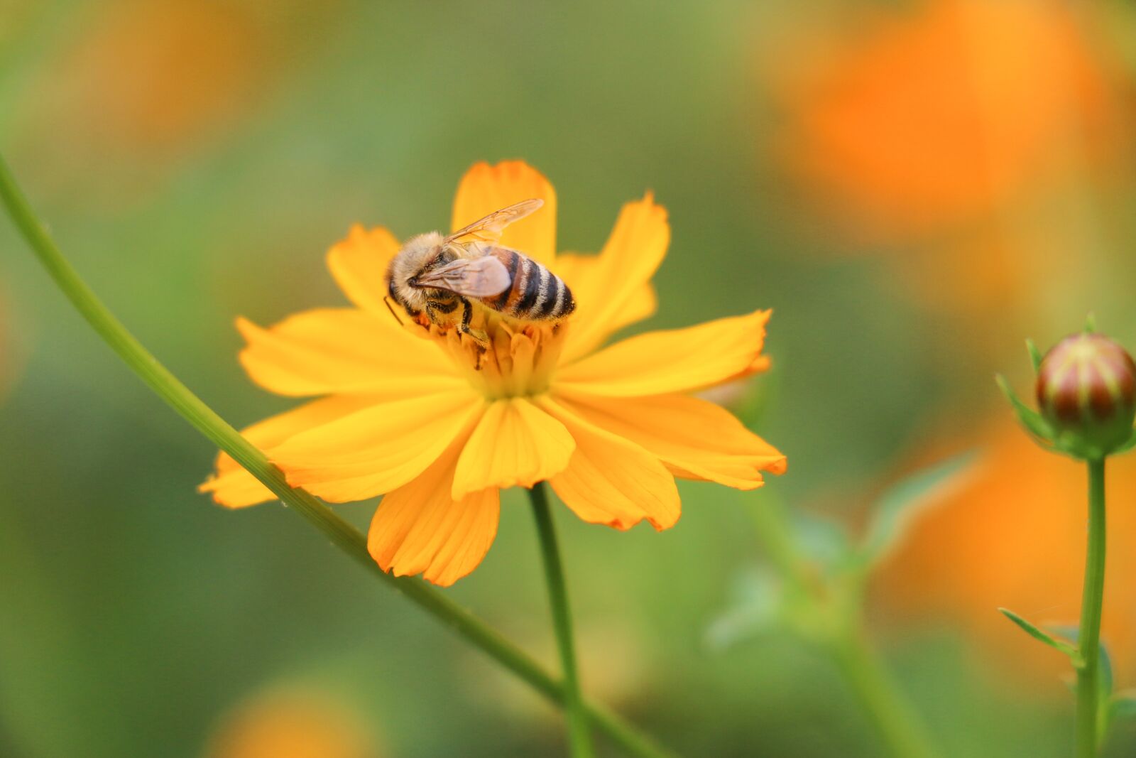 Canon EOS 70D sample photo. Bee, flower, pollen photography