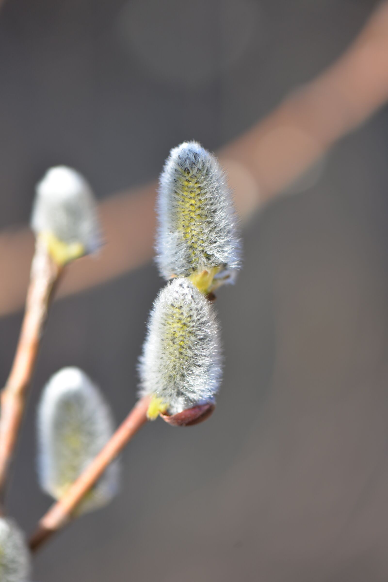 Nikon D610 sample photo. Palm kitten, spring, blossomed photography