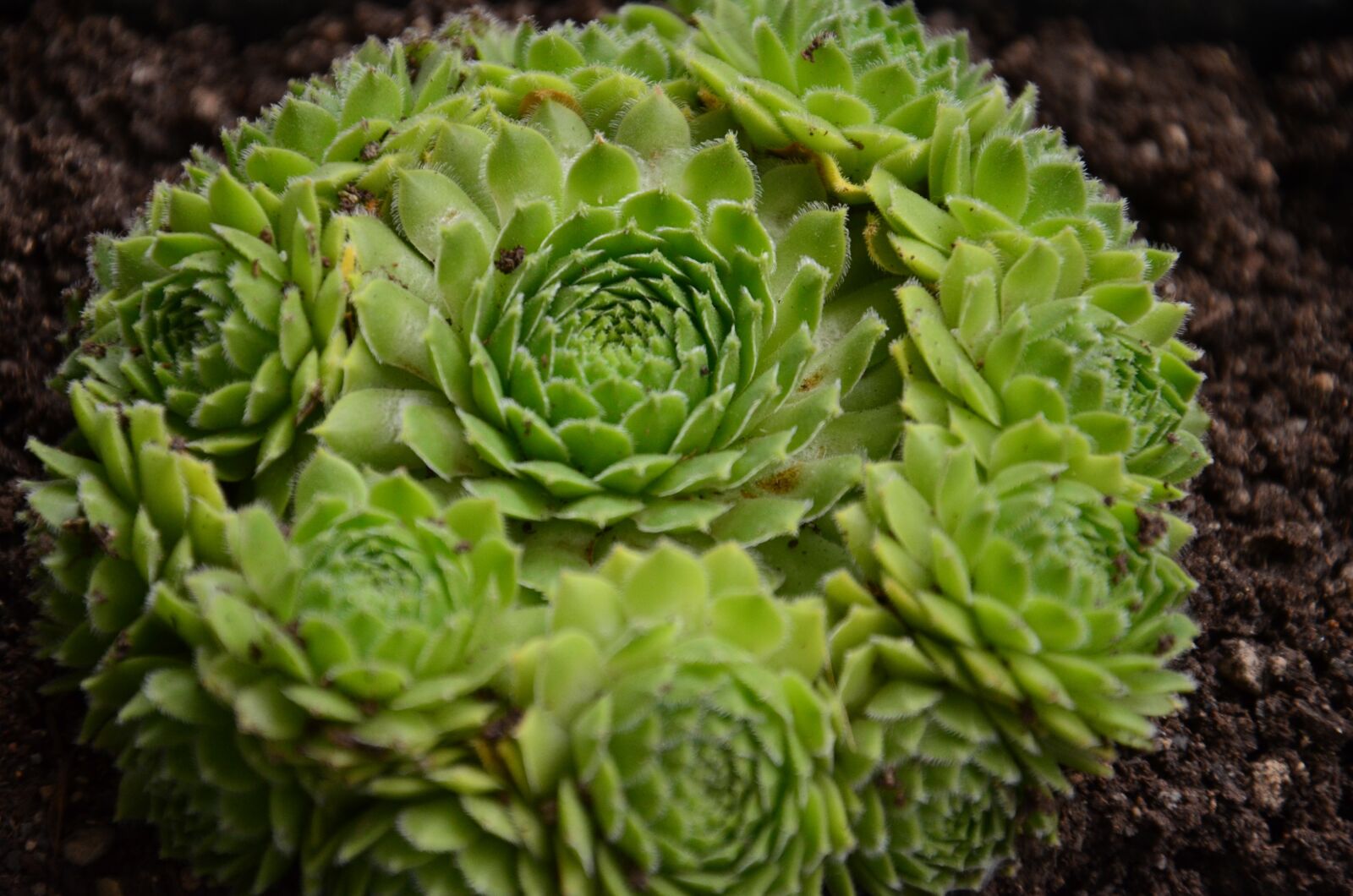 Nikon D5100 sample photo. Succulent, houseleek, plant photography