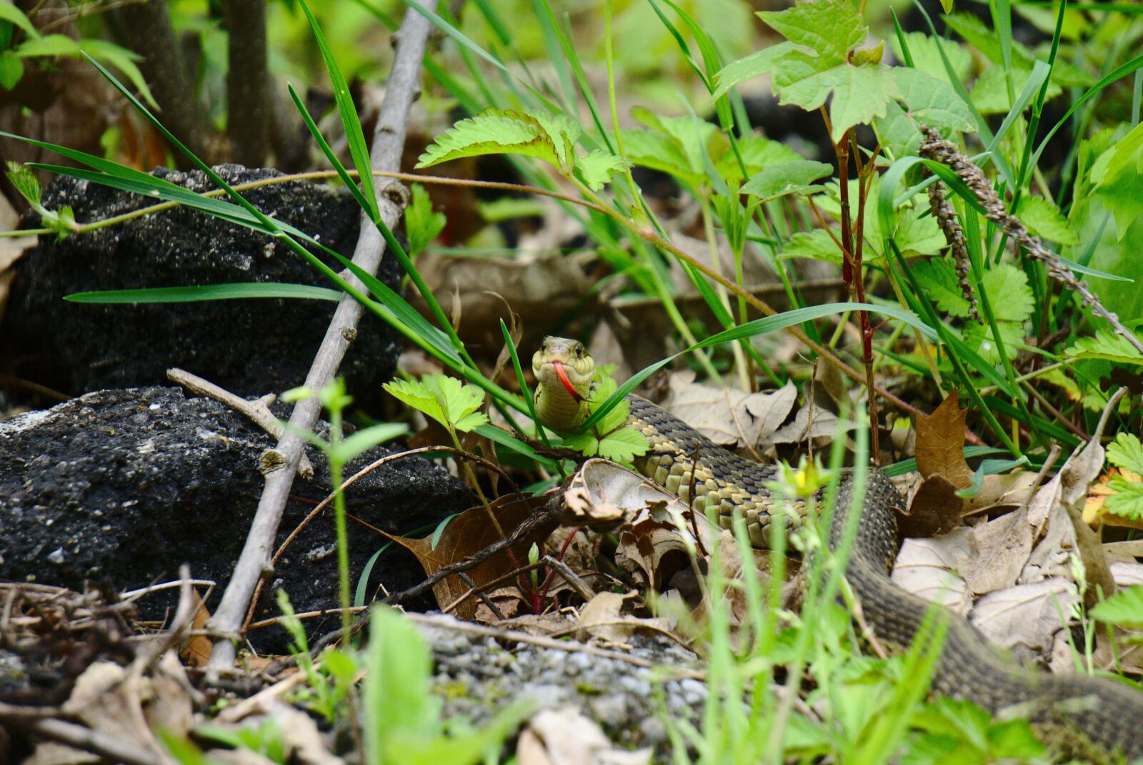 Sony E 55-210mm F4.5-6.3 OSS sample photo. Snake, garter snake, detroit photography
