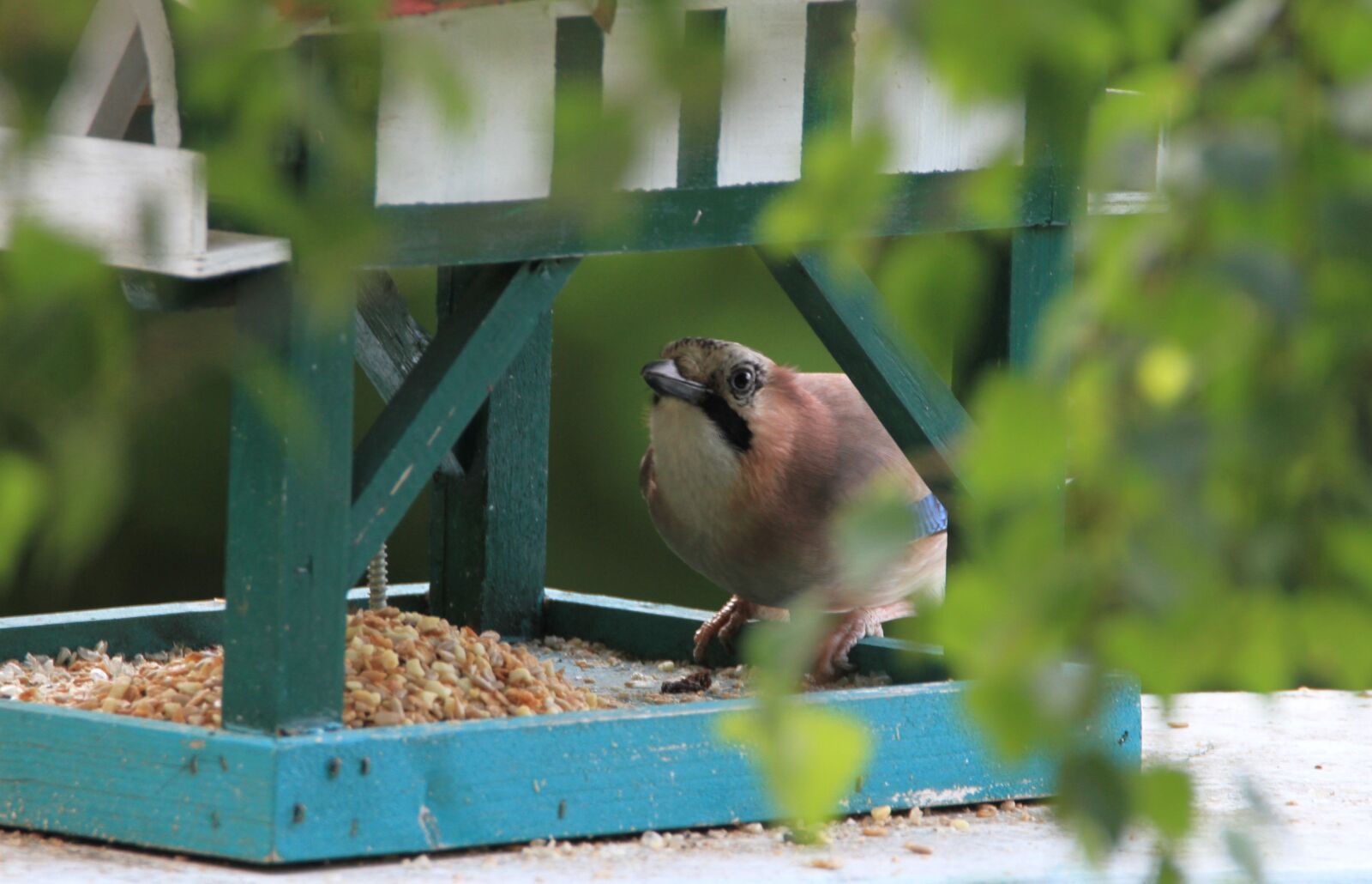 Canon EOS 7D sample photo. Jay, bird, songbird photography