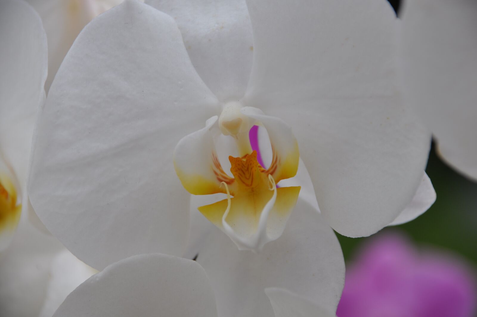 Nikon D90 sample photo. Orchid, white orchid, flower photography