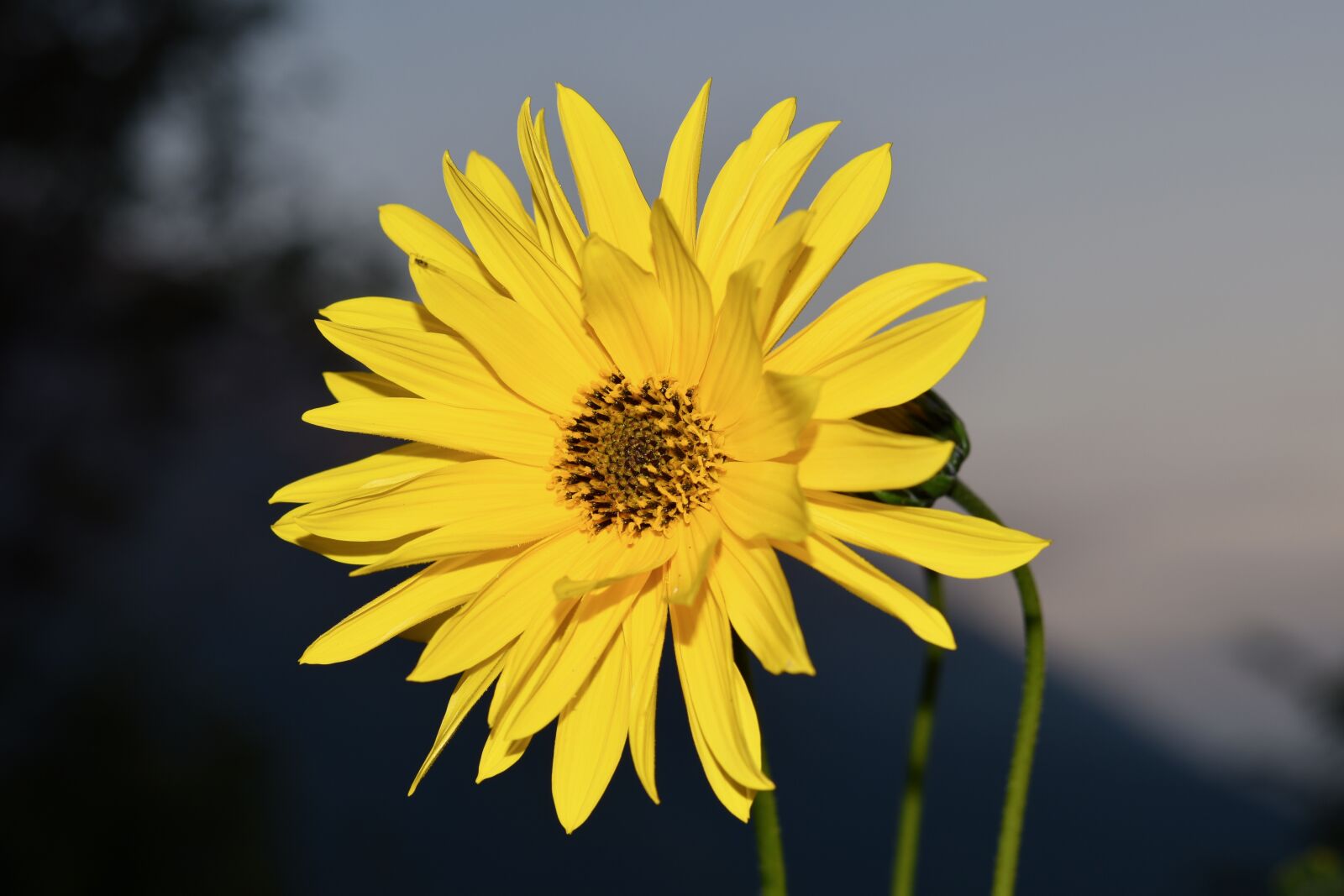 Nikon D5600 sample photo. Flower, flower yellow petals photography