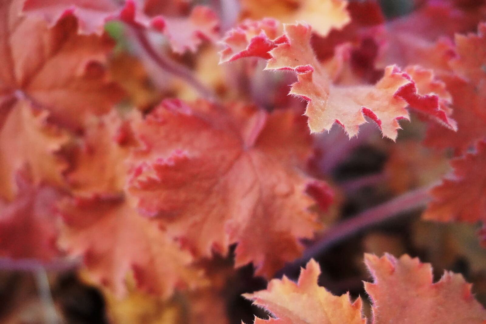 Sony E 16-50mm F3.5-5.6 PZ OSS sample photo. Autumn, garden, garden, plant photography