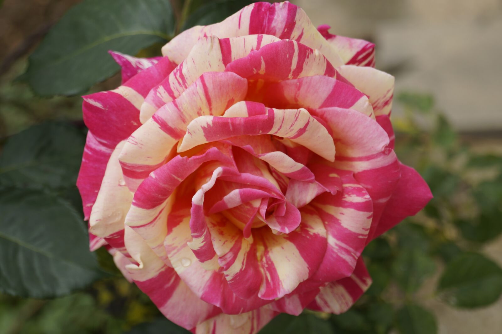 Sony DT 18-55mm F3.5-5.6 SAM II sample photo. Flower, pink, nature photography